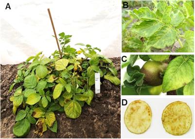 Potato Zebra Chip: An Overview of the Disease, Control Strategies, and Prospects